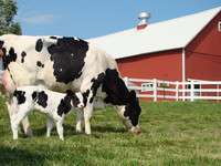Корова с телёнком, ранчо, ферма